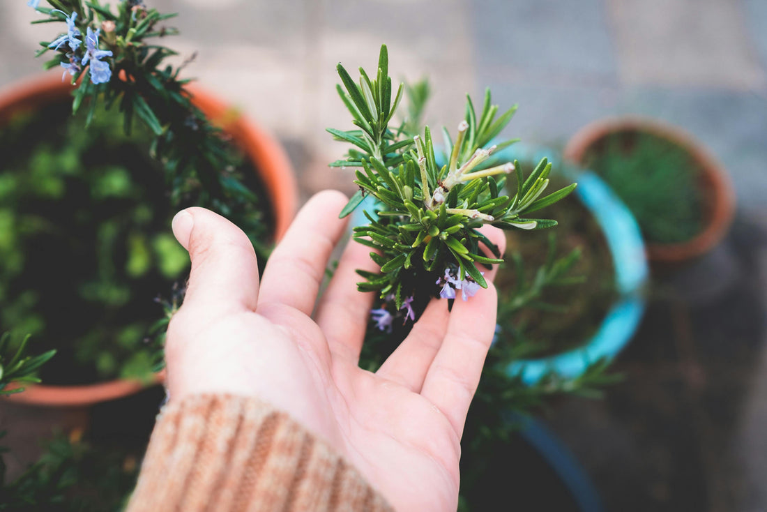Rosemary Oil for Hair Loss: The Natural DHT Blocker Backed by Science