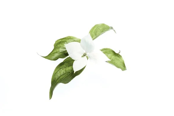What Are the Best Botanical Oils for Hair Growth? Discover the Natural Ingredients Behind Lustrao Hair Regrowth Oil