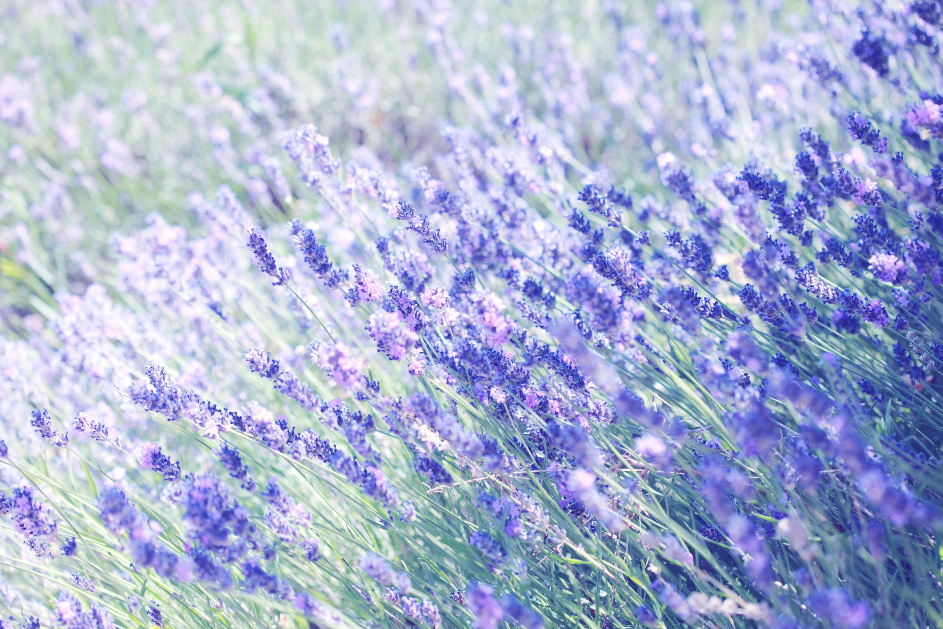 Best Natural Oils for Hair Regrowth: A Scientific Guide