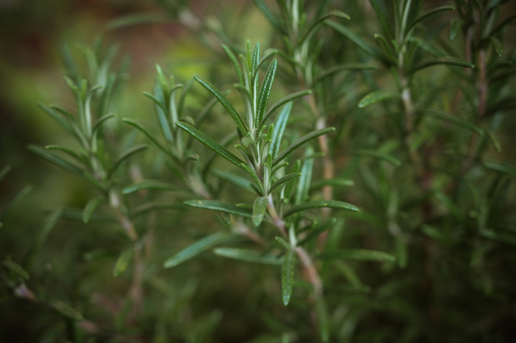 How to Use Rosemary Oil for Hair Growth – The Complete Guide