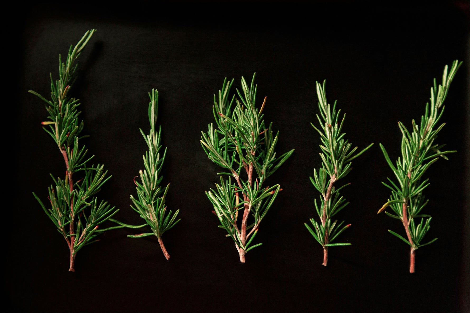 Rosemary
