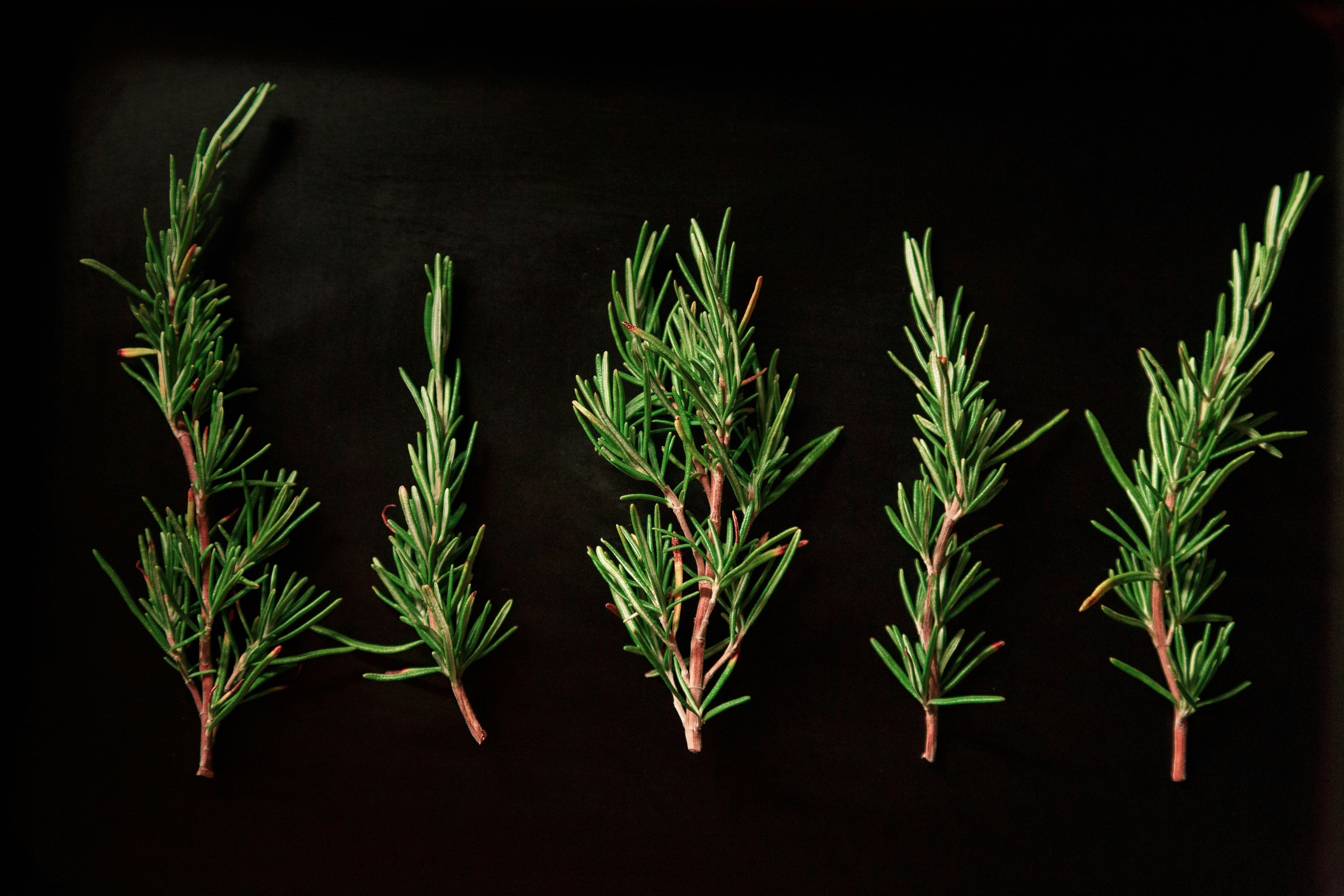 Rosemary