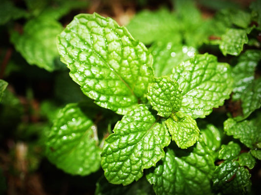 How Peppermint Oil Promotes Hair Growth: A Comprehensive Guide